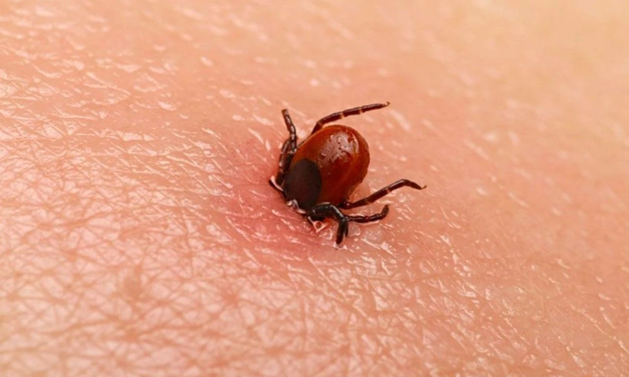 Bine yakın vaka tespit edildi! Uzmanından kritik uyarı: Küçük ama sıkıntısı büyük