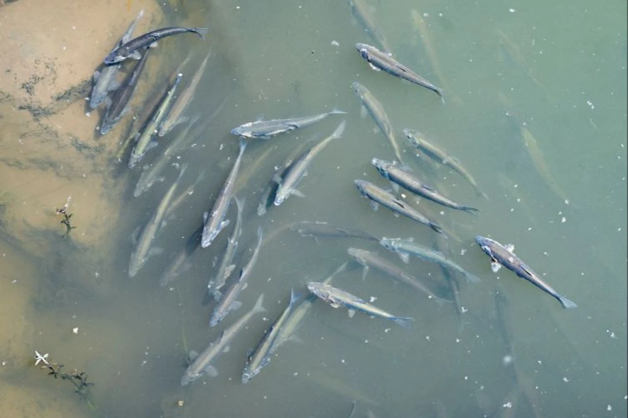 Jandarma'dan 'inci kefali' nöbeti - 2. Resim