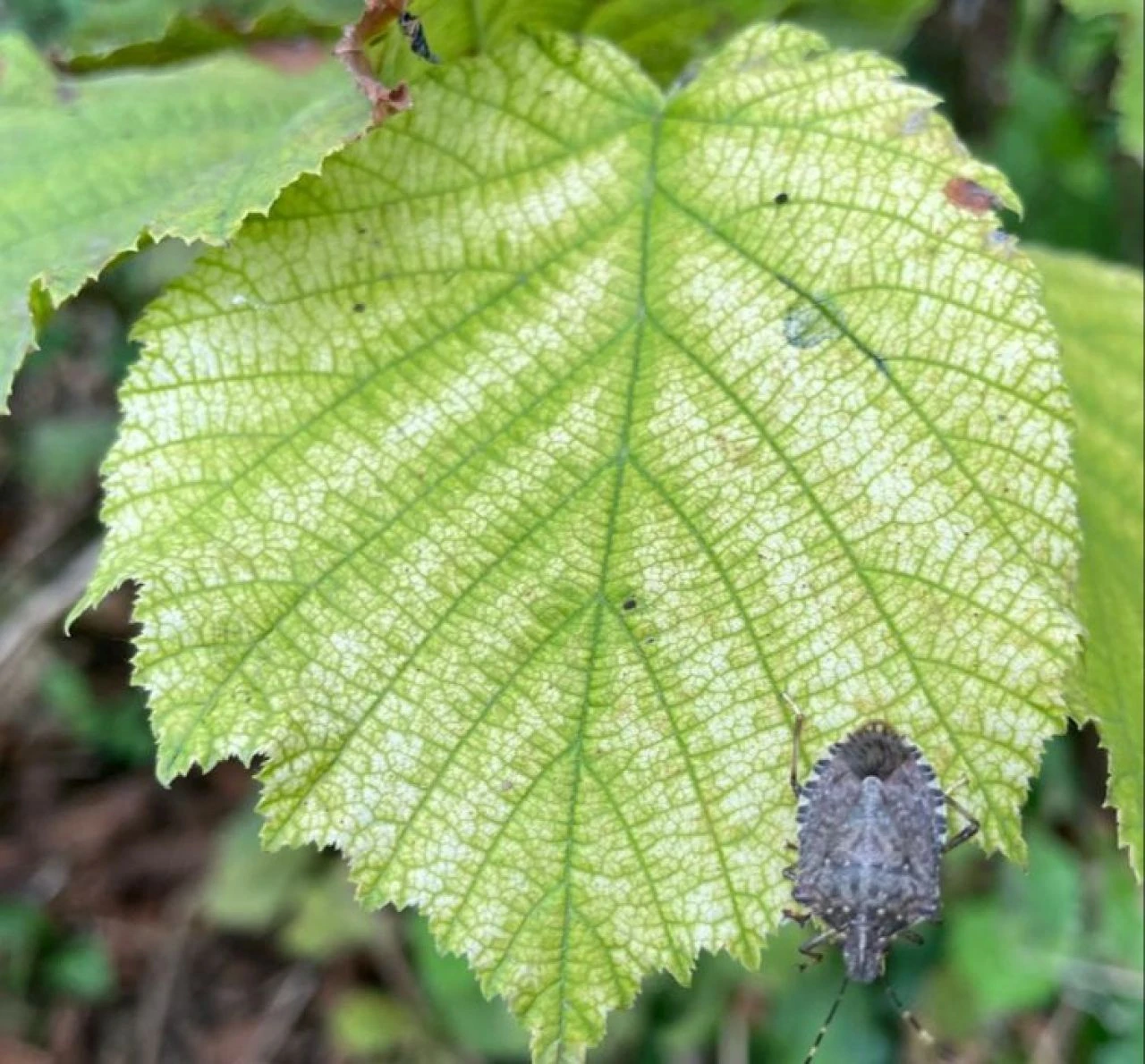 Kokarcayla mücadele için 30 ilde 150 bin parazitoit doğaya salınacak