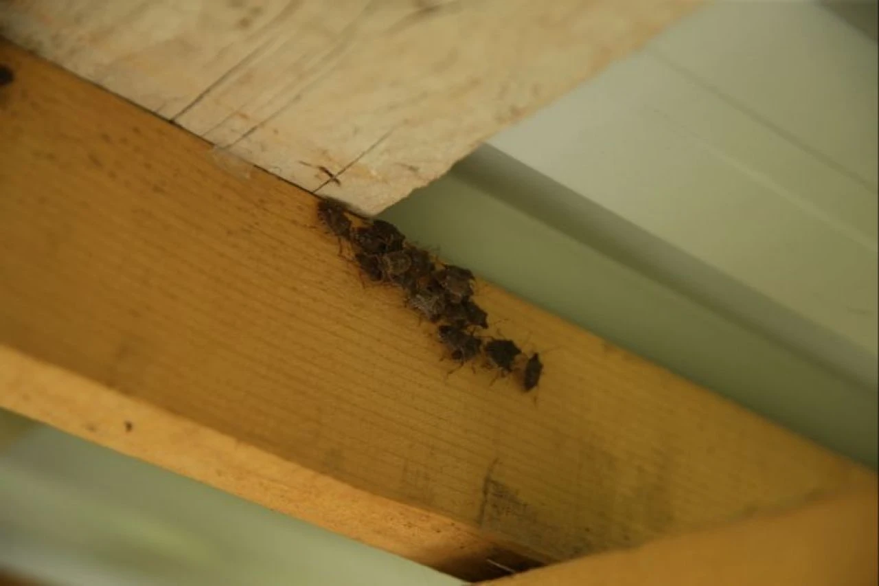 Kokarcayla mücadele için 30 ilde 150 bin parazitoit doğaya salınacak