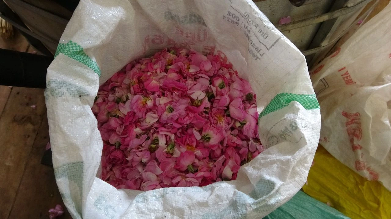 Litresi 400 bin TL'yi buldu! Amerika, Japonya ve Fransa Türk üretimi gül yağı için sıraya girdi - 3. Resim