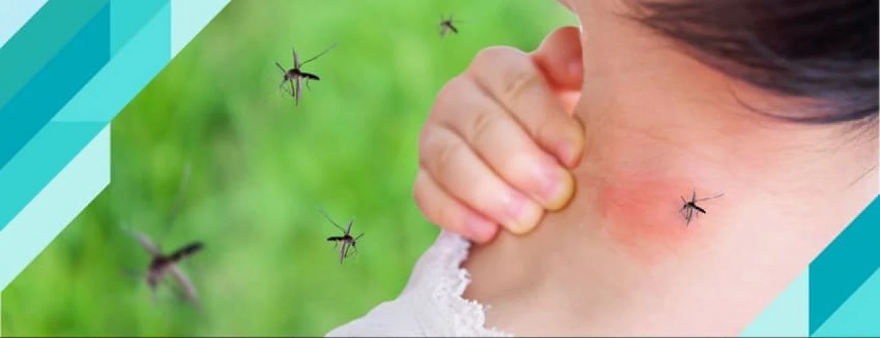 Yaz aylarının baş belası! İşte sivrisineklerden kurtulmanın pratik ve doğal yolları - 1. Resim