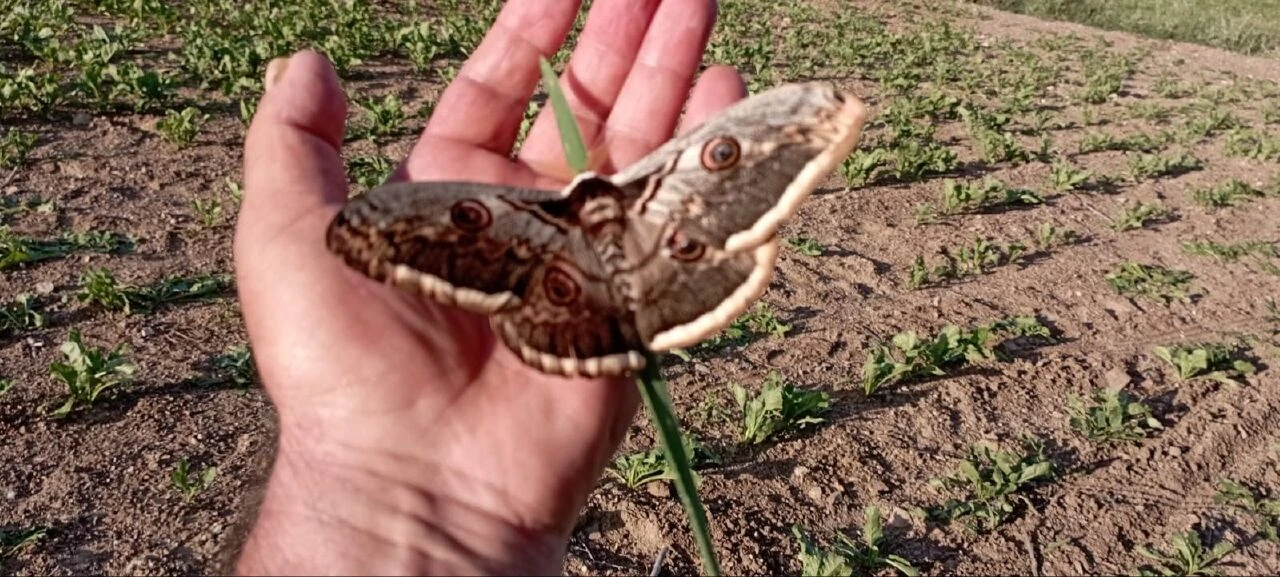 Doğanın dengesi değişiyor! Tokat'ta hayrete düşüren dev kelebek