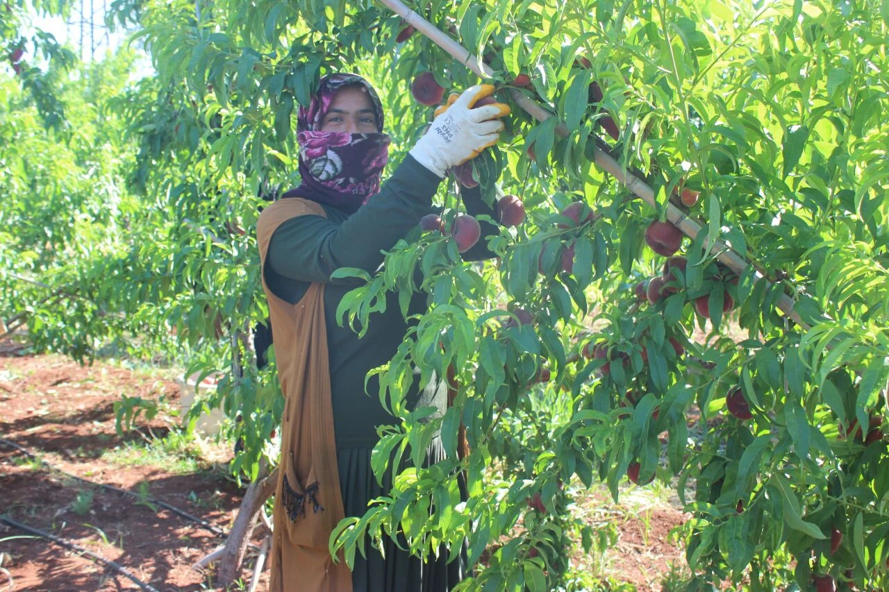 Kavurucu sıcakta zorlu hasat: Tarlada 8 markette 55 lira