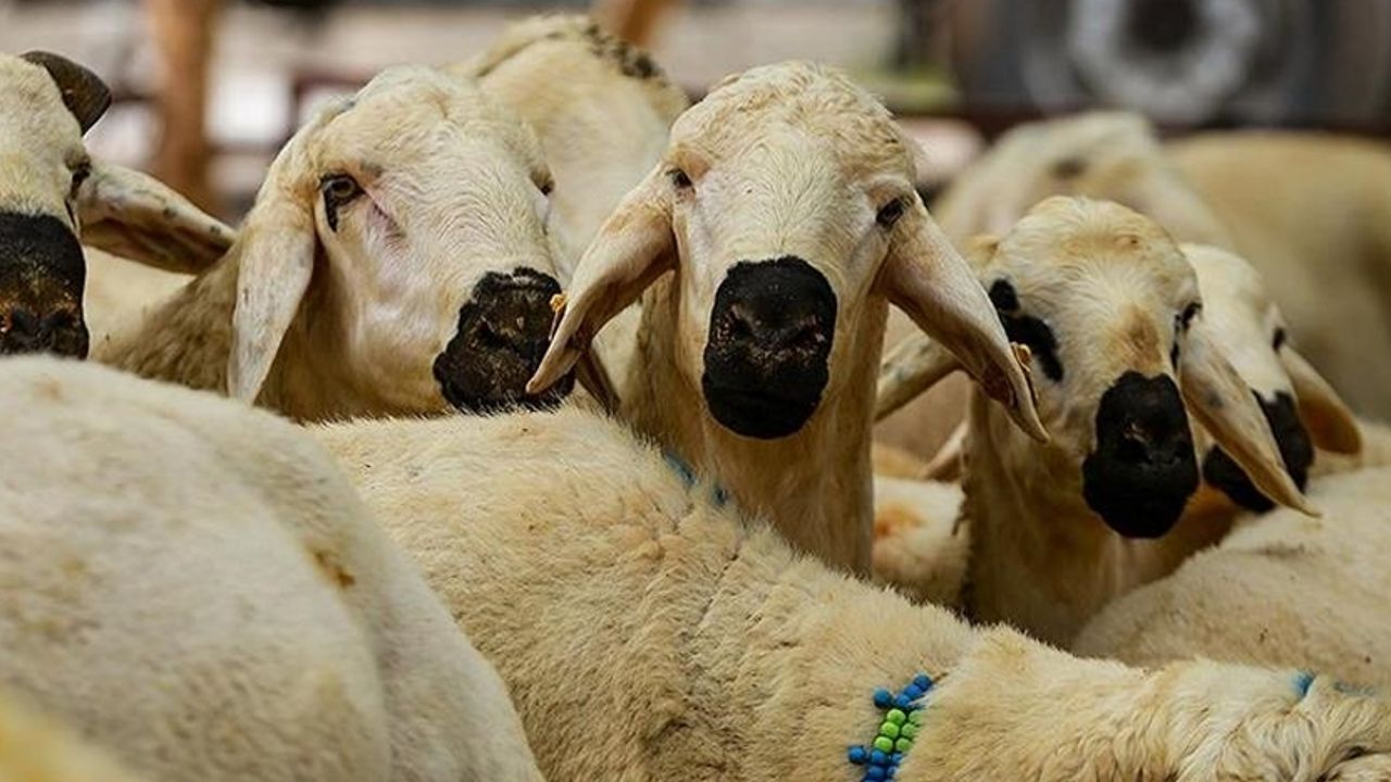 Kurban Bayramı öncesi uzmanlardan dikkat çeken açıklama