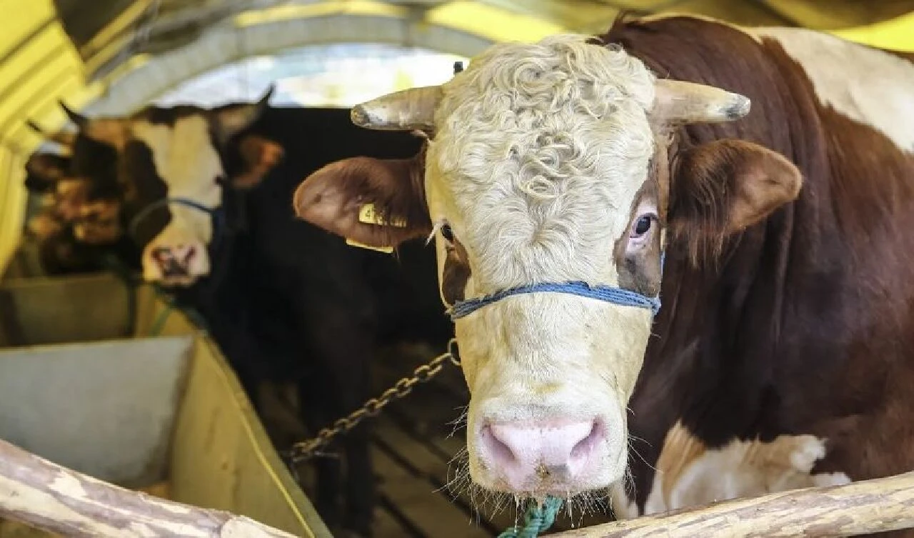 Masraflar iki katına çıktı, kurban bedelleri arttı! Ortalama hayvan fiyatı belli oldu - 2. Resim