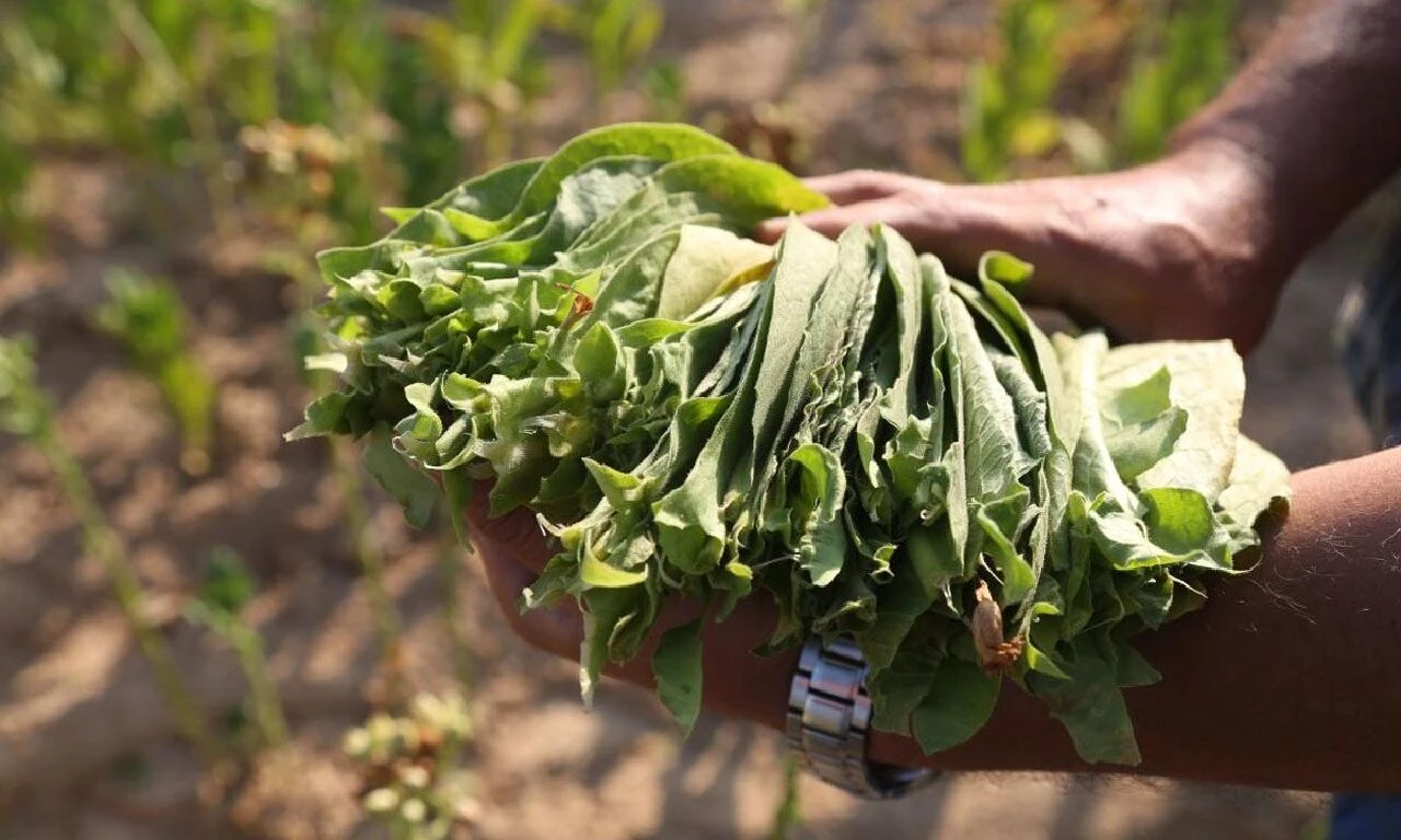 Şark tipi tütün ve tütün tozu ithalatı yasaklandı