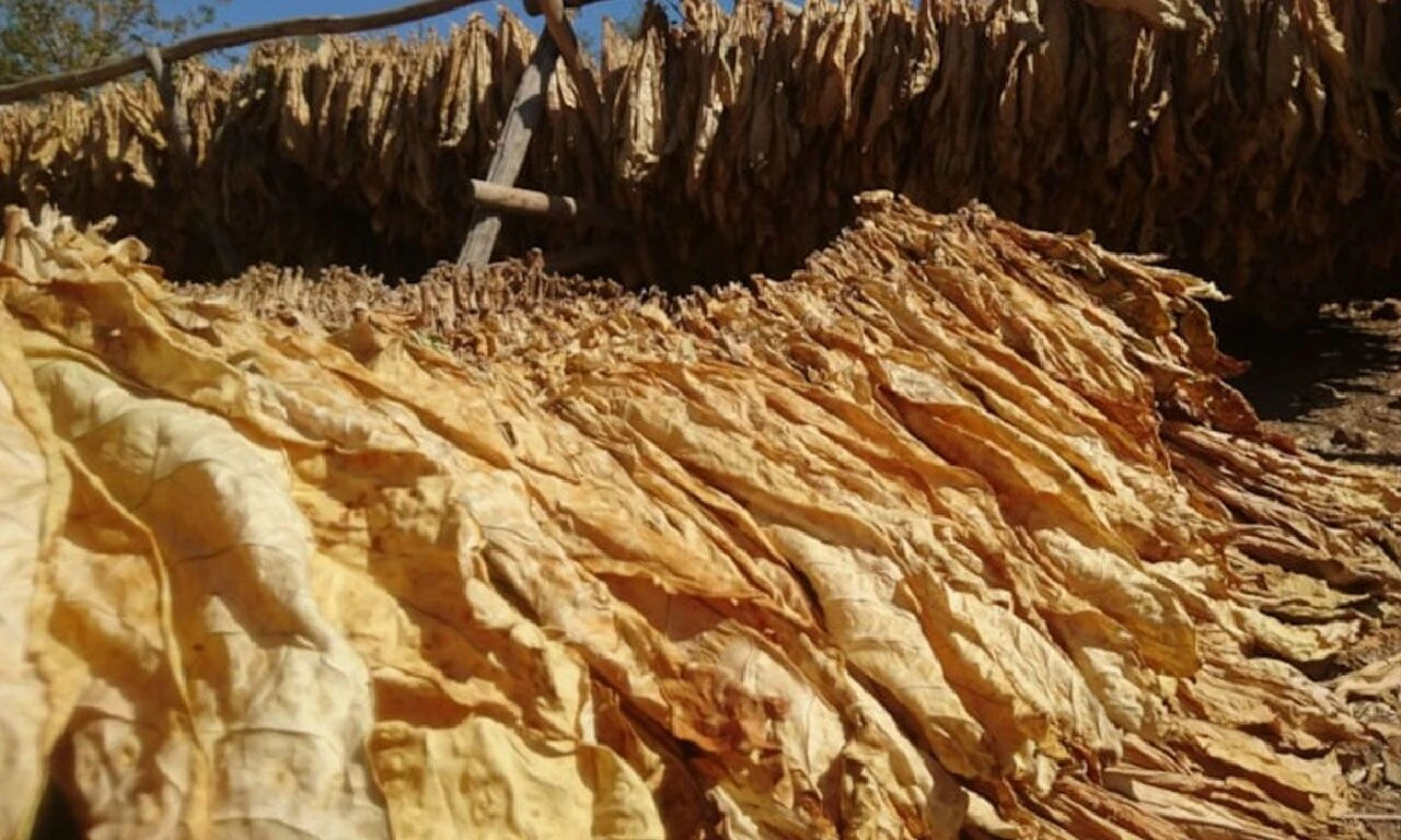 Şark tipi tütün ve tütün tozu ithalatı yasaklandı