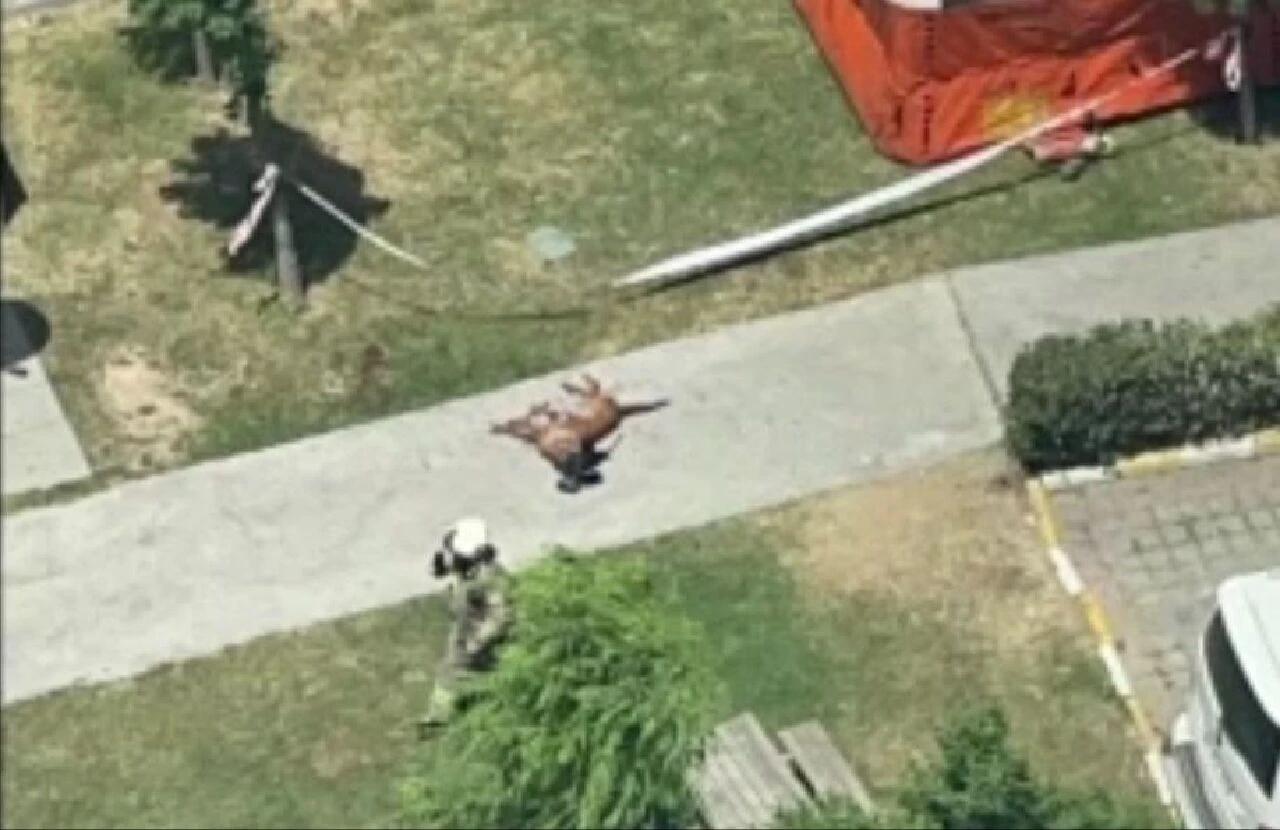 Emekli polis memuru dehşet saçtı: Köpeği öldürüp camdan aşağıya attı - 2. Resim