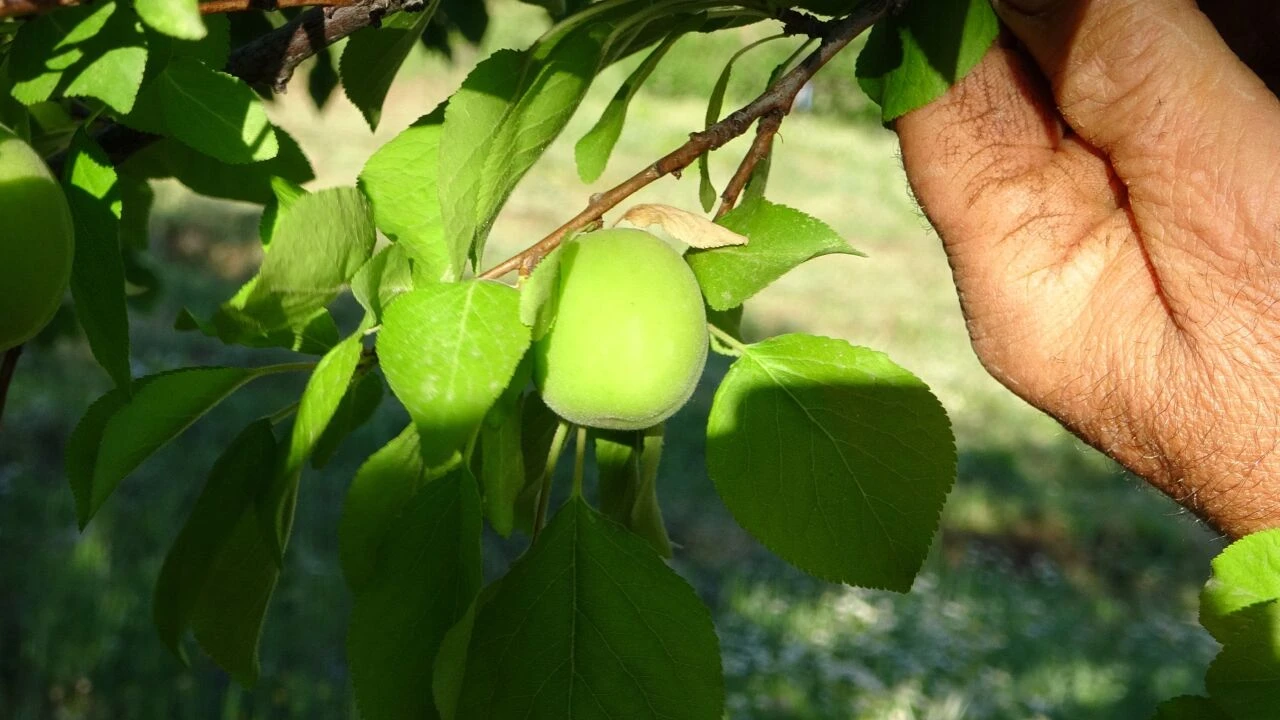 Erik ağacında yetişen kayısı çiftçiyi şoke etti! “Benzerinin olduğunu sanmıyorum” - 1. Resim