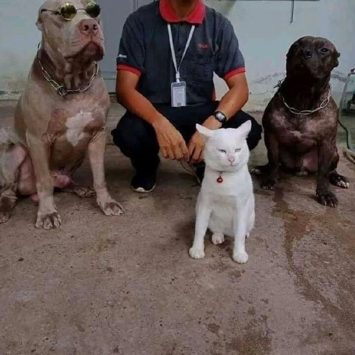 Köpeklerle büyüdüğü için havlayan kedi gerçek çıktı! Veteriner hekim açıkladı