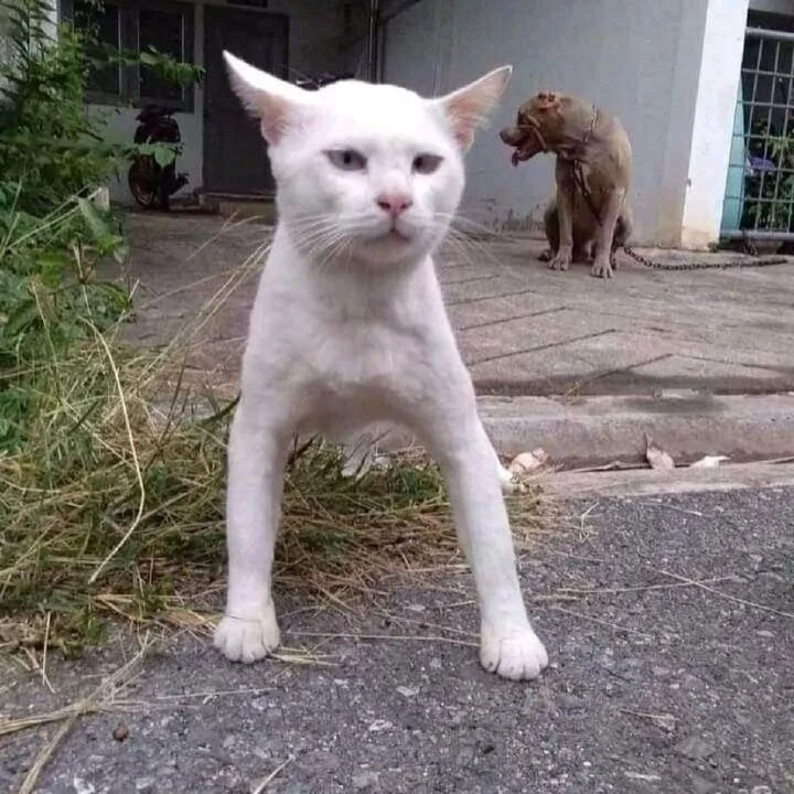 Köpeklerle büyüdüğü için havlayan kedi gerçek çıktı! Veteriner hekim açıkladı