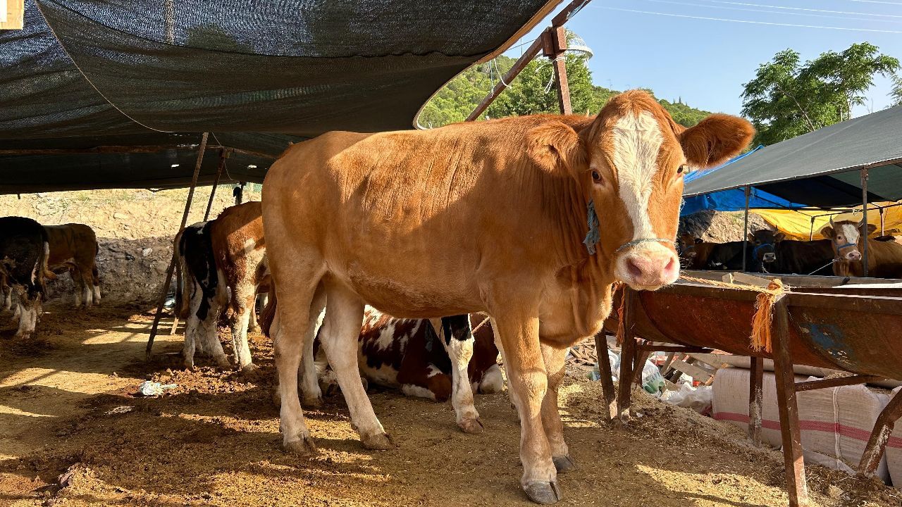 Kurban alacaklar dikkat! 1 tonluk Baron bakın ne kadara alıcı buldu...