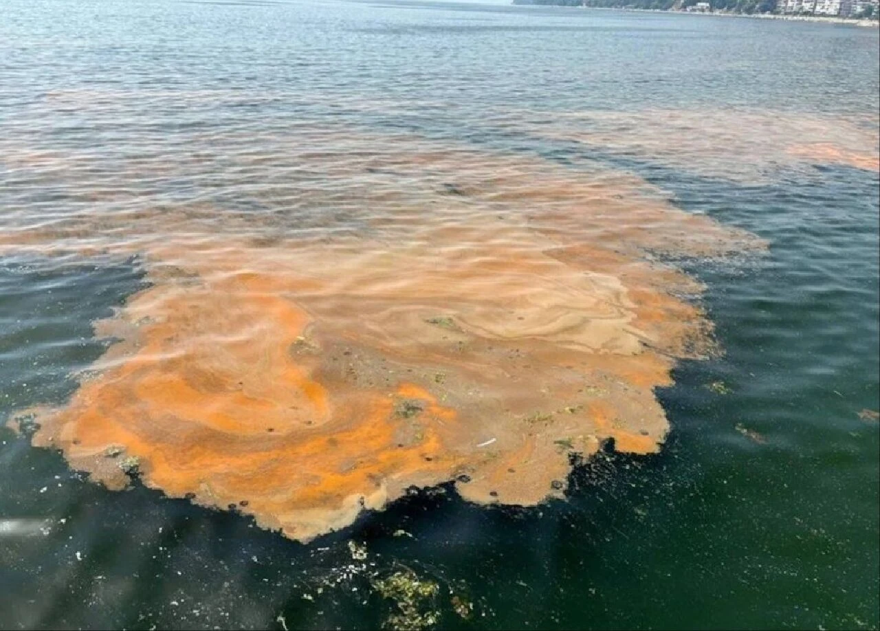Marmara'nın kabusu geri döndü! Uzmanlardan peş peşe kritik uyarı: Sakın denize girmeyin!