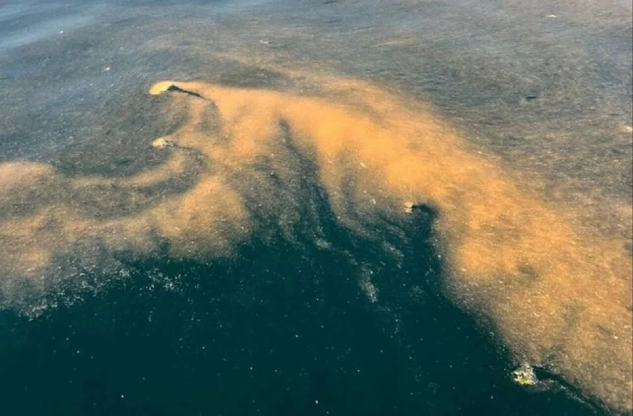 Marmara'nın kabusu geri döndü! Uzmanlardan peş peşe kritik uyarı: Sakın denize girmeyin!