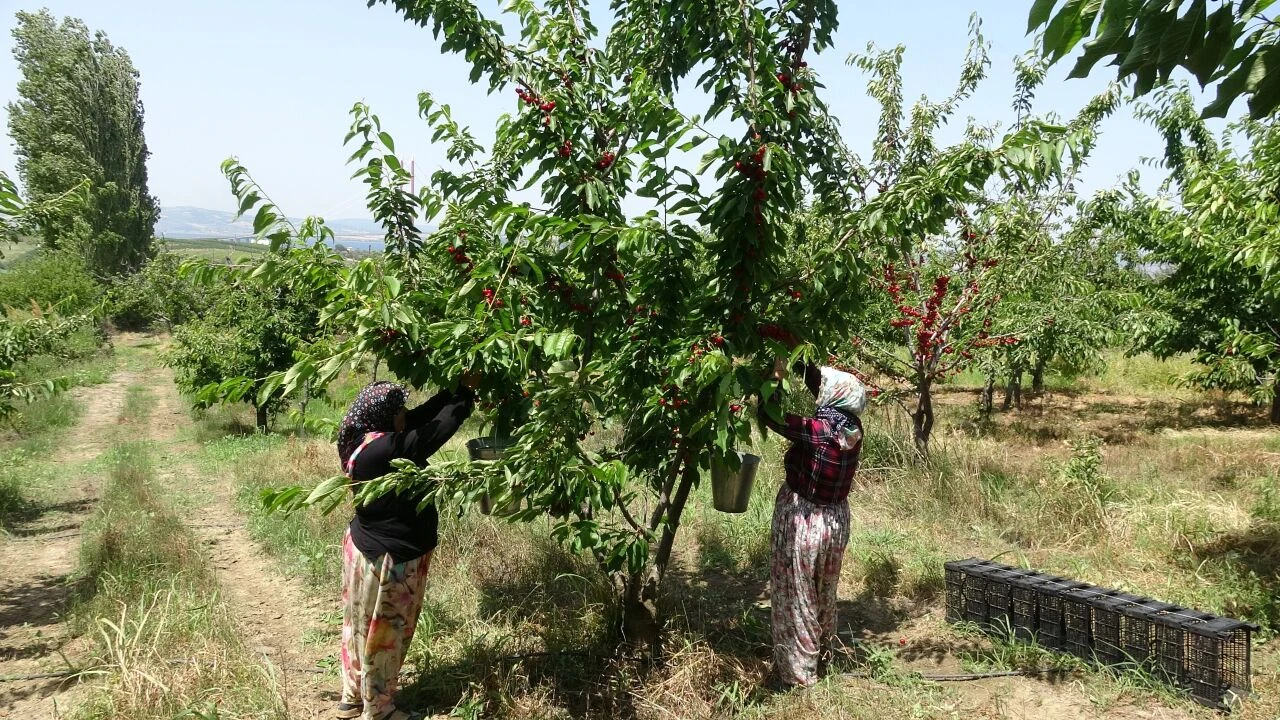 Ağız sulandıran kirazlar tezgaha taşınıyor! Kilosu cep yakacak - 3. Resim