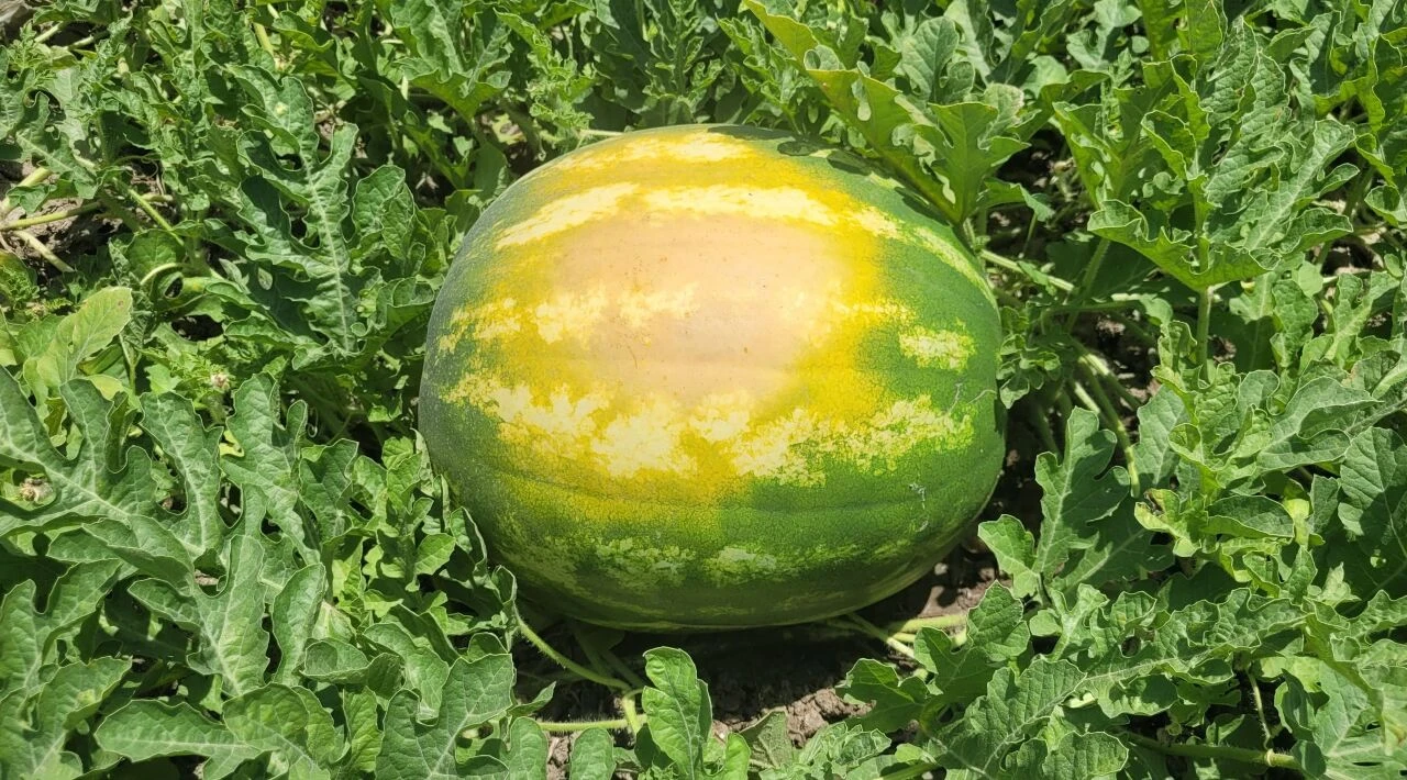 Aşırı sıcak meyve ve sebzeleri yaktı! - 1. Resim