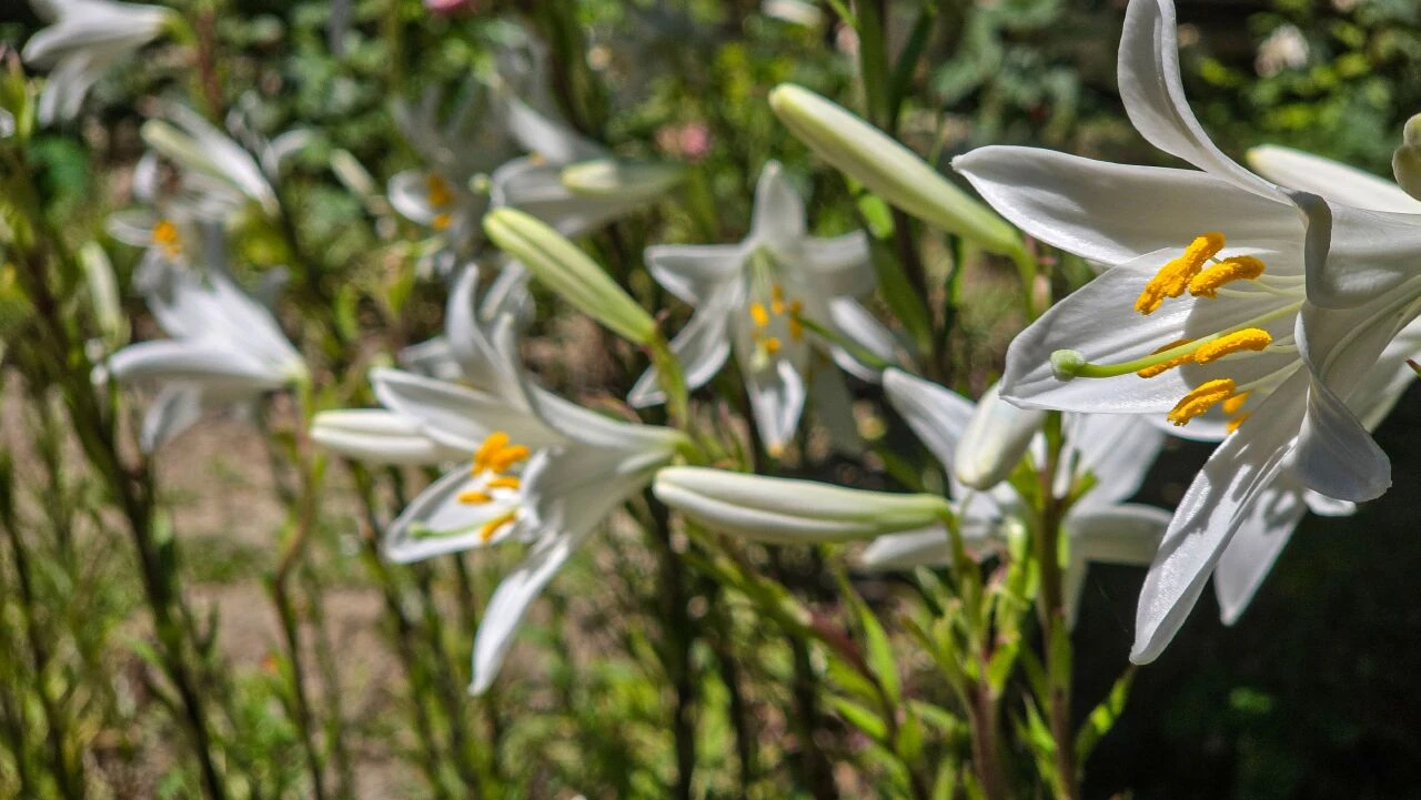 Batılı devletler bu çiçek için sıraya giriyor! Kilosu 5 bin euro: Bal ile karıştırılan akzambak çiçeği karaciğeri temizliyor - 2. Resim
