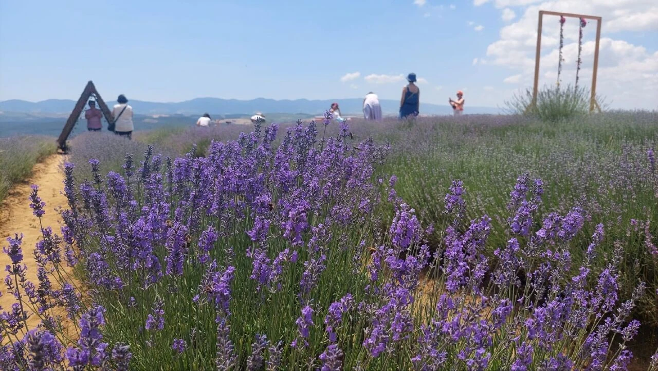 İstanbul ve Tekirdağ'dan akın akın geliyor! Mor turizm başladı - 2. Resim