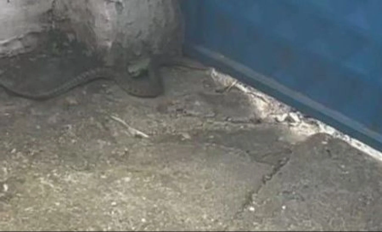 Havalar ısındı, dev yılanlar evleri bastı! Uzman isim uyardı: Uzunlukları 7-8 metreyi buluyor