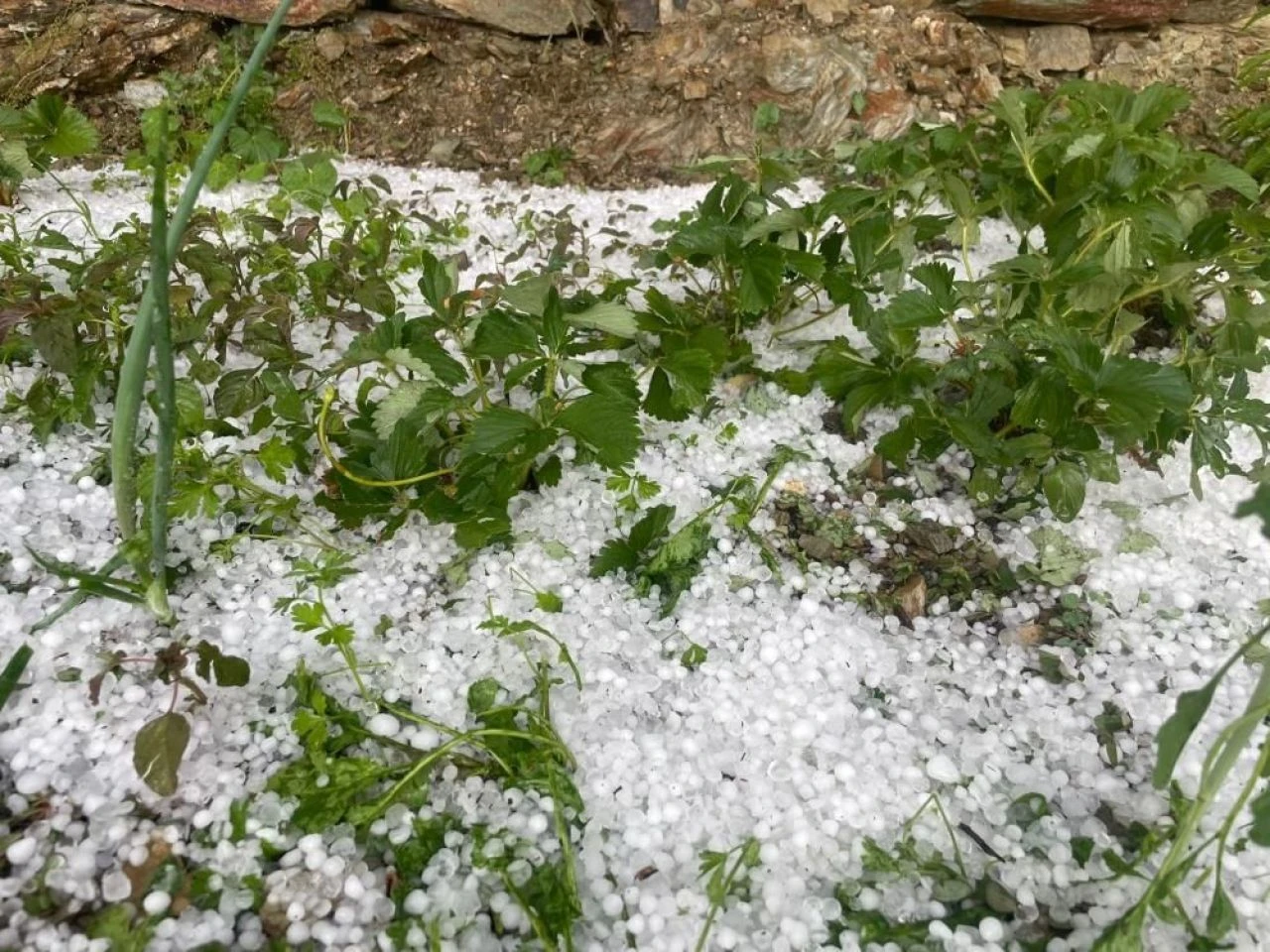 Haziranda fındık büyüklüğünde dolu yağdı! Sokakları su bastı, ekili alanlar zarar gördü - 2. Resim