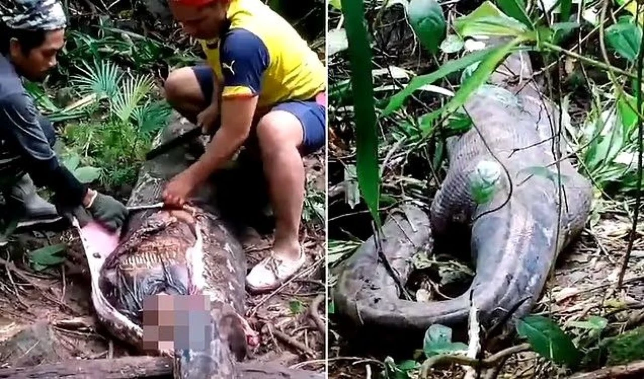 Pazara diye gitti geri gelmedi, dev pitonun midesinde bulundu - 1. Resim