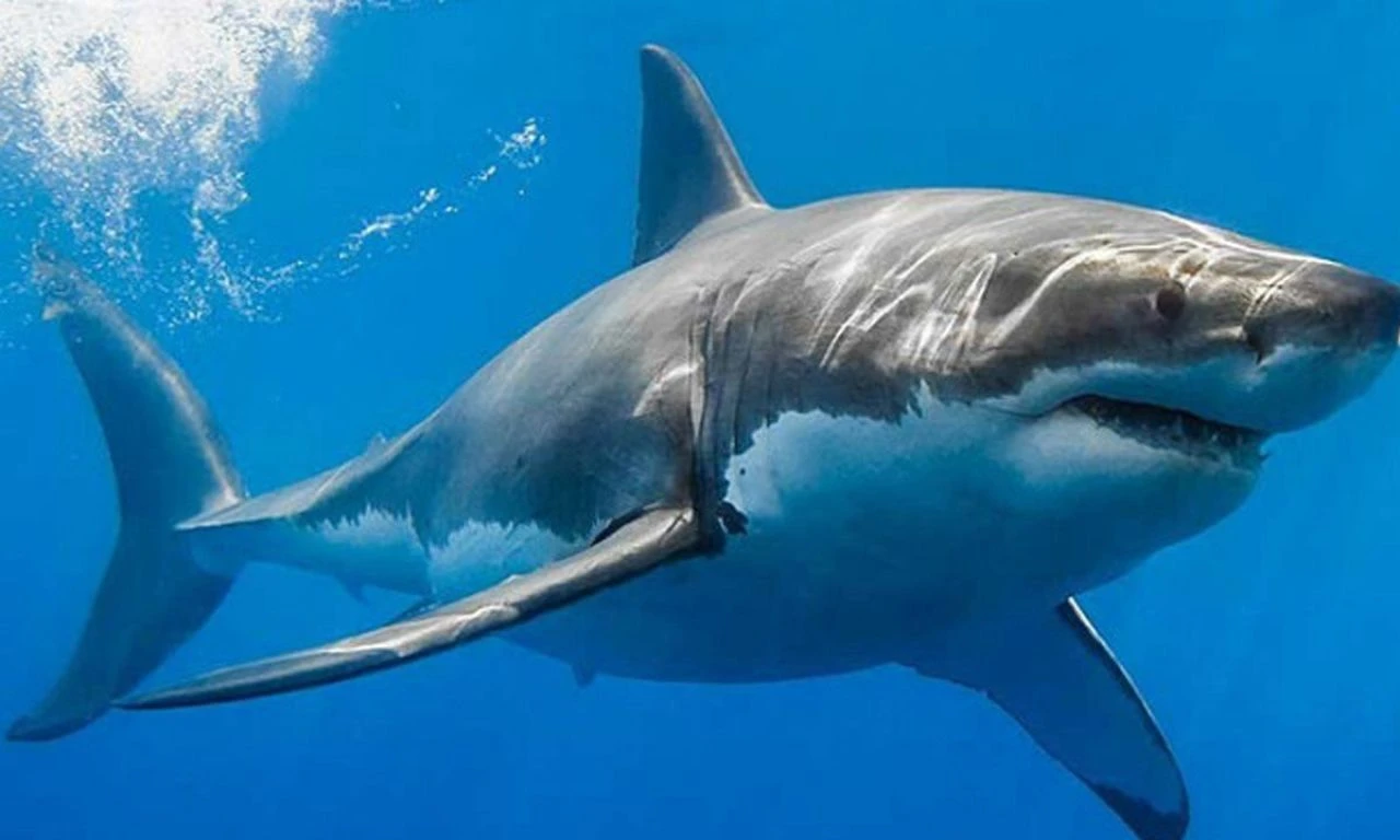 Peş peşe saldırdılar! Köpek balıkları dehşet saçtı: Yaralılar var - 1. Resim