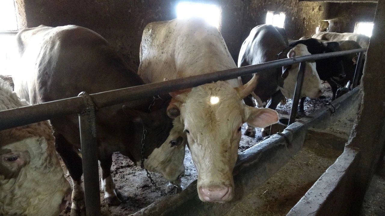 1 ton 800 kiloluk boğanın fiyatı ikinci el araçla yarışıyor