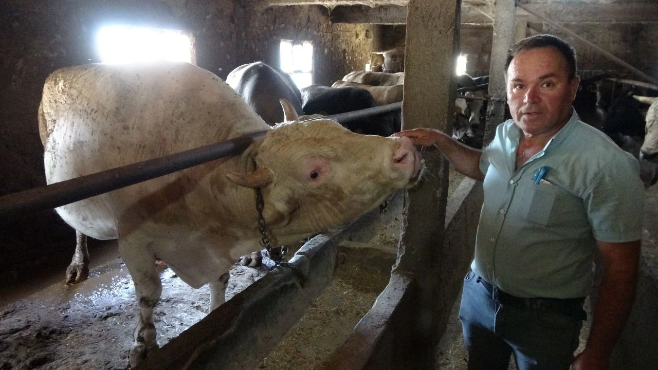 1 ton 800 kiloluk boğanın fiyatı ikinci el araçla yarışıyor