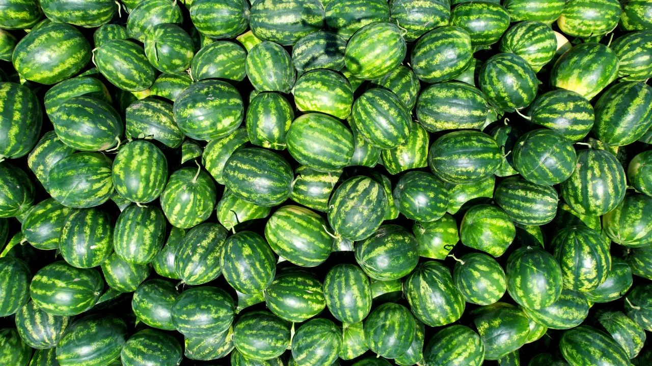 Adana karpuzuna Avrupa'dan yoğun talep! EURO 2024 çiftçinin yüzünü güldürdü - 2. Resim