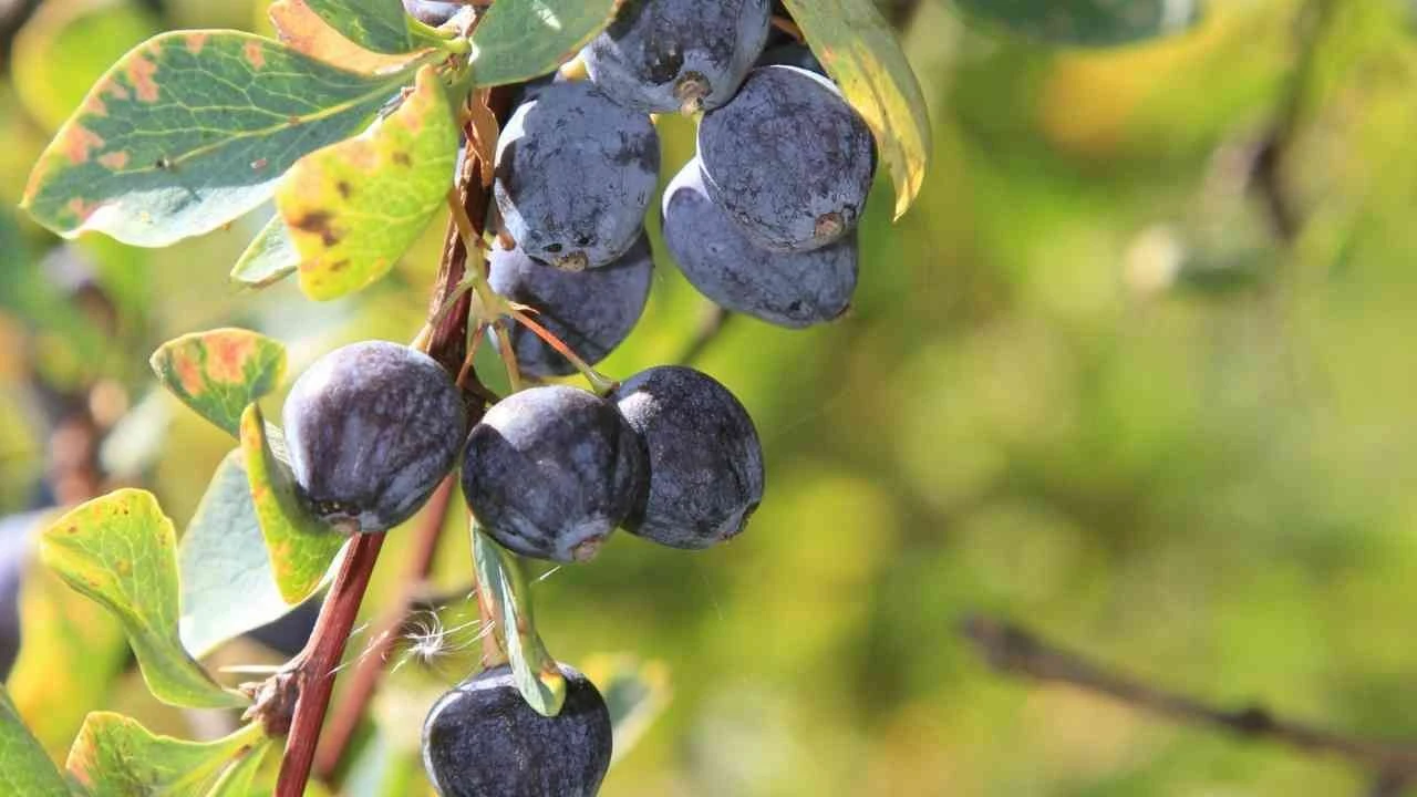 Doğal antikor üreten Karamuk Meyvesi faydaları! Rusların pürüzsüz ...