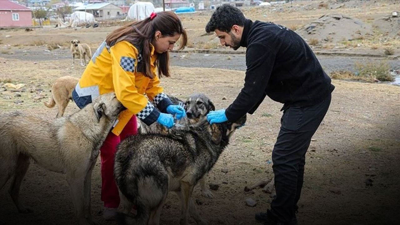 DSÖ&#039;den kuduz uyarısı: Hayvanlara zarar vermek sorunu çözmez, aşılanmalılar