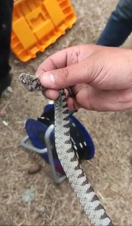Korku nedir bilmedi! Metrelerce uzunluğundaki yılanı elleriyle yakaladı - 1. Resim