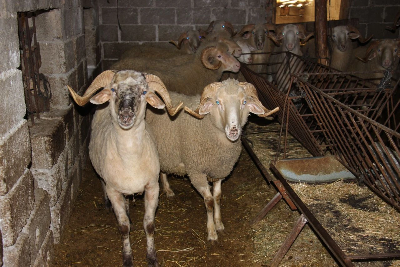 Kurban etinde '6 ay' detayı! Uzman isim uyardı - 1. Resim