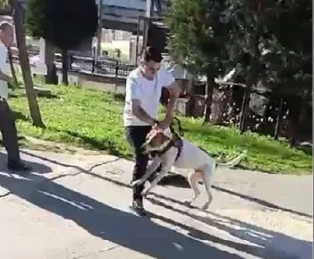 Pitbull dehşeti kamerada: Saldırdığı kediyi parçaladı