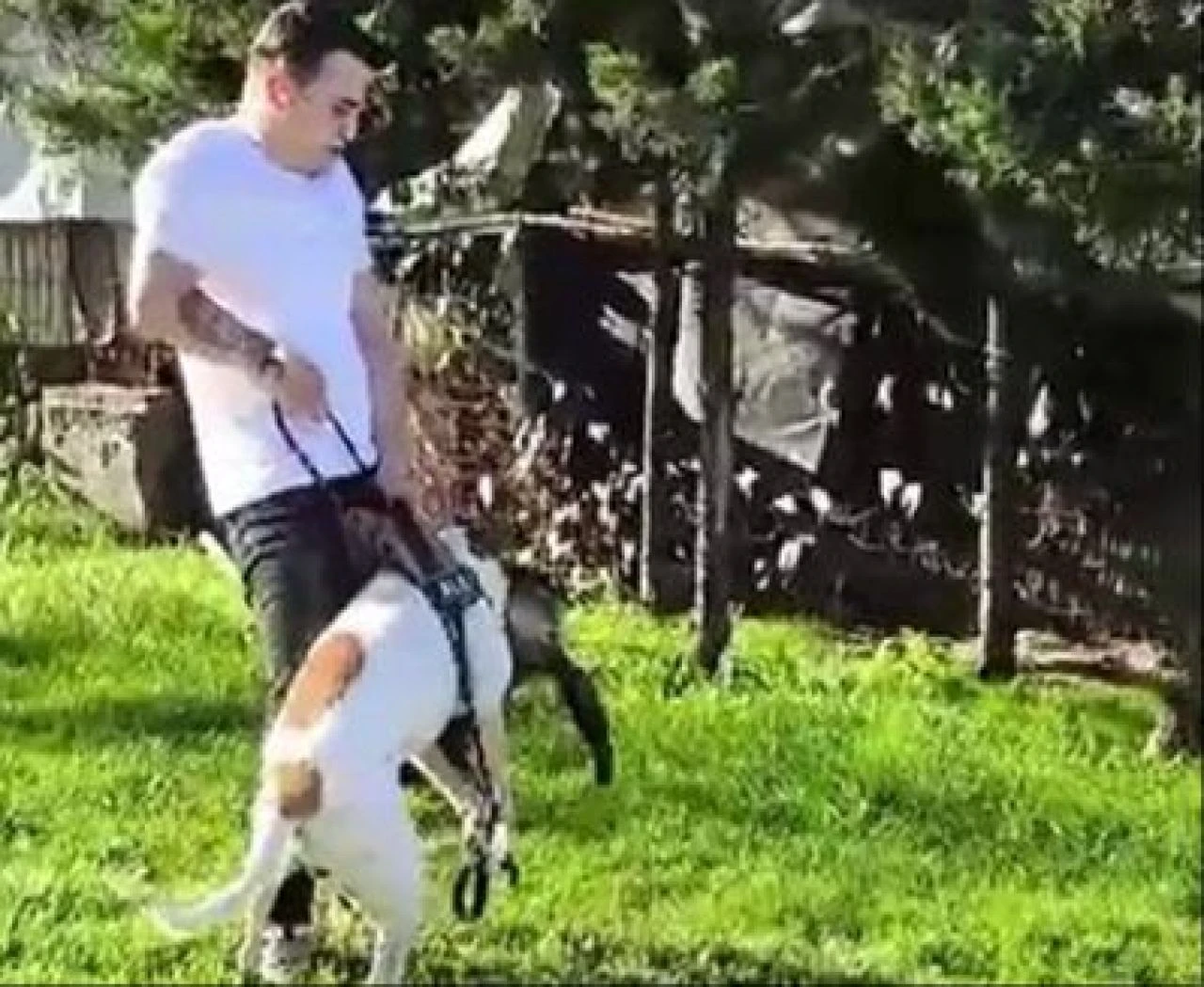 Pitbull dehşeti kamerada: Saldırdığı kediyi parçaladı