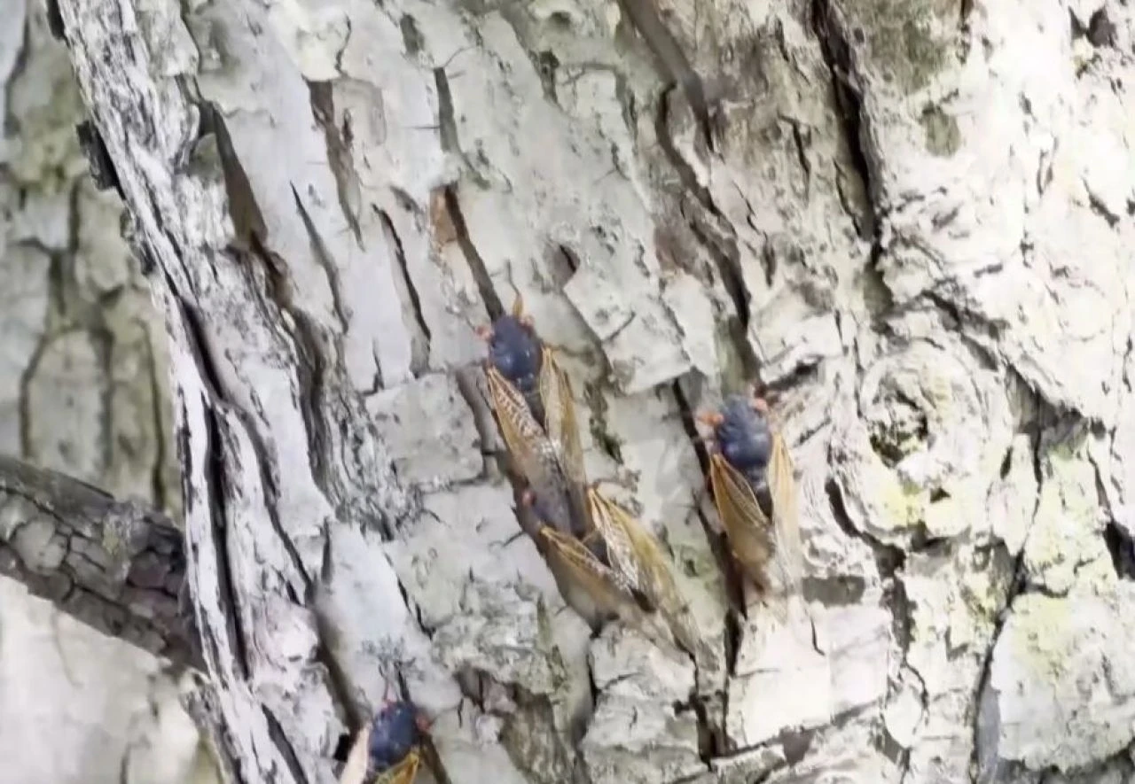 Uzmanlar uyardı: 221 yılda bir görülen böcek istilası başladı - 2. Resim