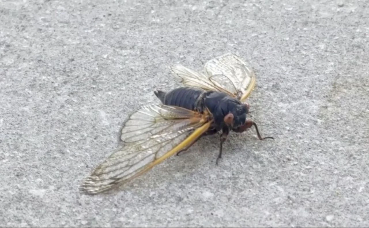 Uzmanlar uyardı: 221 yılda bir görülen böcek istilası başladı - 1. Resim
