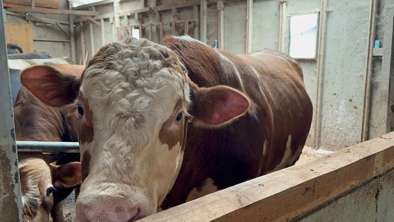 1 tonluk danayı gören hayrete düşüyor! Sahibi bile korkuyor: "Zor keseceğiz"