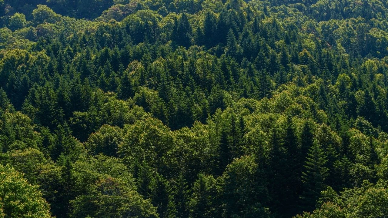 27 ilde uygulanacak olan orman yasakları kapsamında girişler İstanbul'da 15 Ekim, Sakarya'da 1 Kasım ve Aydın'da 31 Ekim'e kadar yasaklandı - 1. Resim