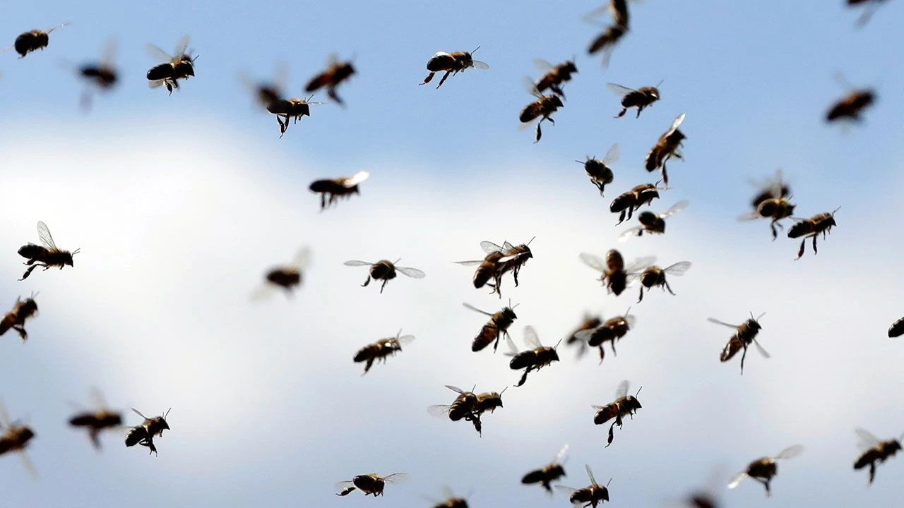 Batıda sinek, Doğuda çekirge alarmı verildi! Evlerin içlerine kadar giriyorlar - 3. Resim