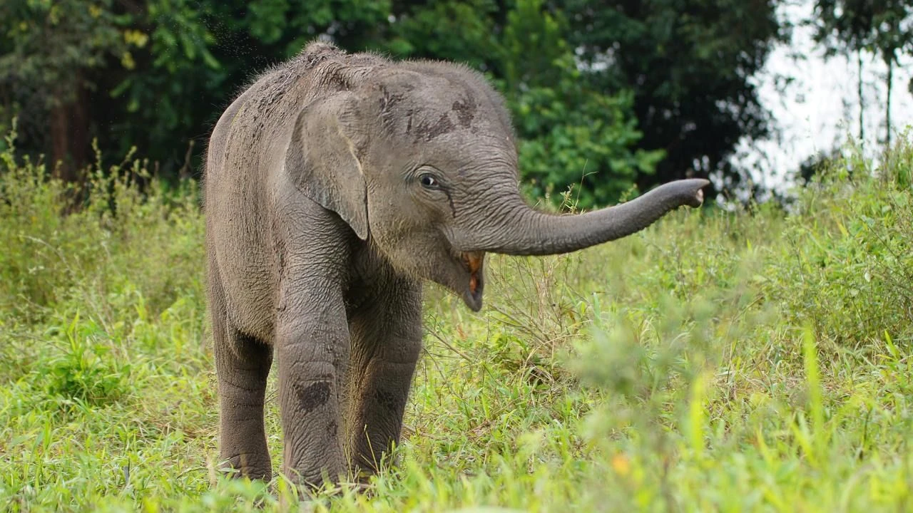 Fillerin bir özelliği daha ortaya çıktı: Araştırmacılar 'insanlara çok benziyor' diyerek duyurdu - 2. Resim