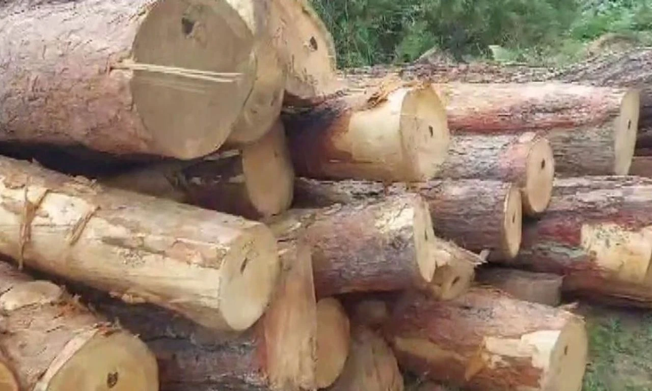 Hem ağaç katliamı yaptı, hem de kafa tuttu: İstersen Valiyi çağır lan - 2. Resim