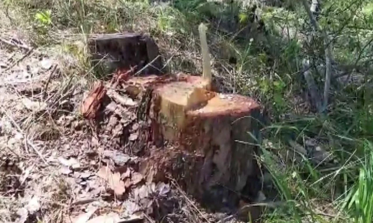 Hem ağaç katliamı yaptı, hem de kafa tuttu: İstersen Valiyi çağır lan - 1. Resim