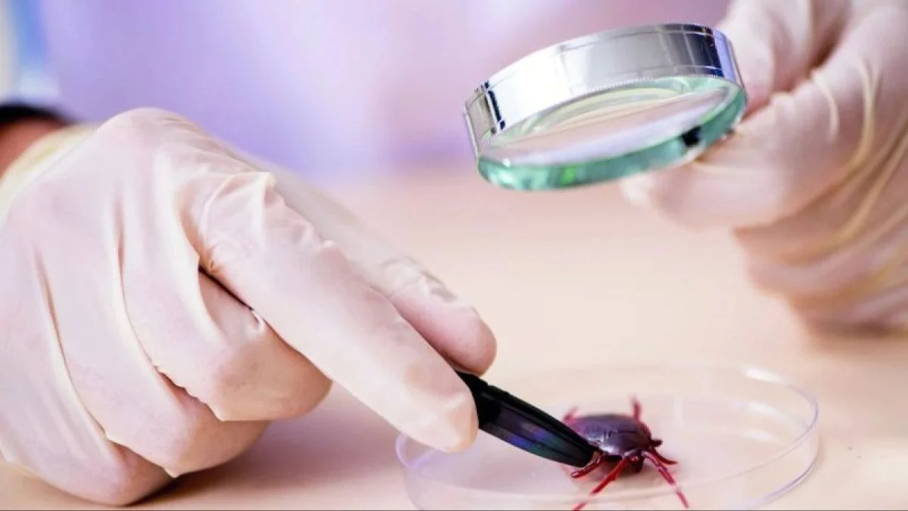 Kene kâbusu geri döndü! Ölümler art arda geliyor: Uzmanlardan önemli uyarılar geldi - 3. Resim