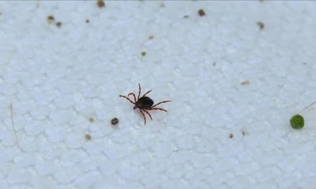 Kene kâbusu geri döndü! Ölümler art arda geliyor: Uzmanlardan önemli uyarılar geldi - 2. Resim