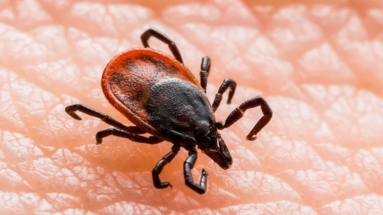 Kurban Bayramı öncesi uzmanlardan uyarı geldi! Verem olan ve kene ısırmış hayvanlara dikkat