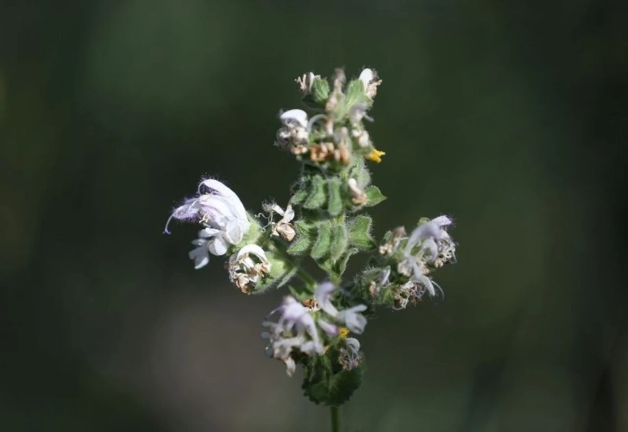 Sadece bir ilimizde mezarlıkta yetişiyor: Kopartanlara 387 bin 141 lira ceza!