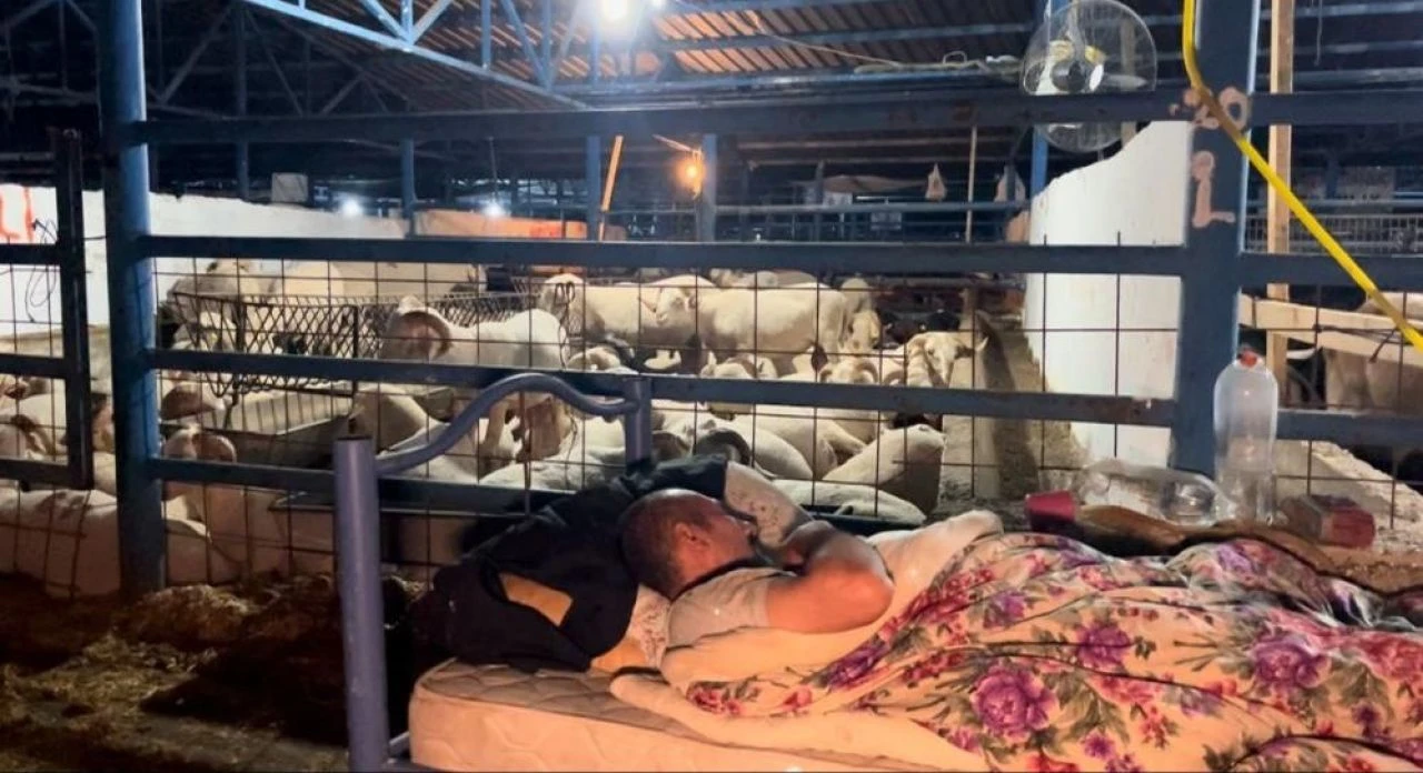 Satıcılardan hırsızlara karşı ilginç önlem! Koyun koyuna kurban nöbeti..