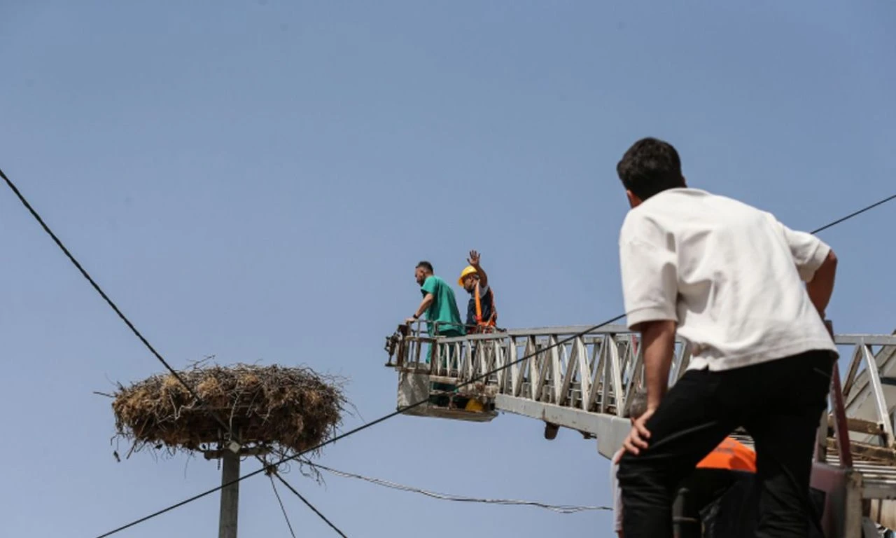 "Yaren" leyleğin yavru hasreti son buldu: Tedavisinin ardından yuvaya bırakıldı